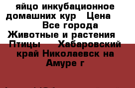 яйцо инкубационное домашних кур › Цена ­ 25 - Все города Животные и растения » Птицы   . Хабаровский край,Николаевск-на-Амуре г.